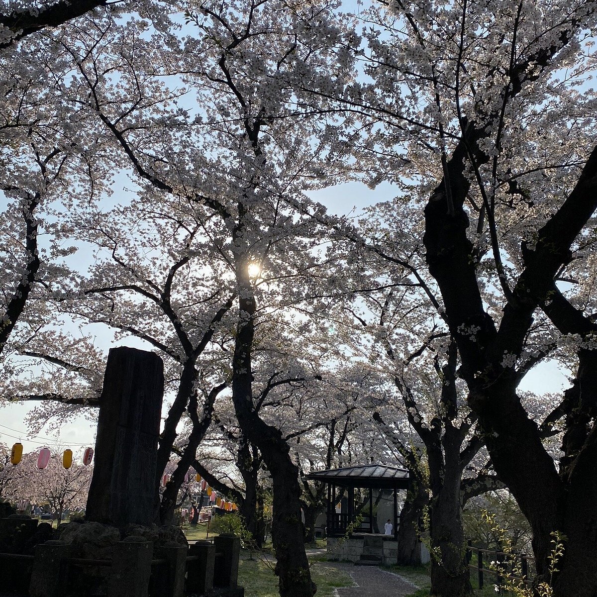 🌸 벚꽃 누각 (오로칸)